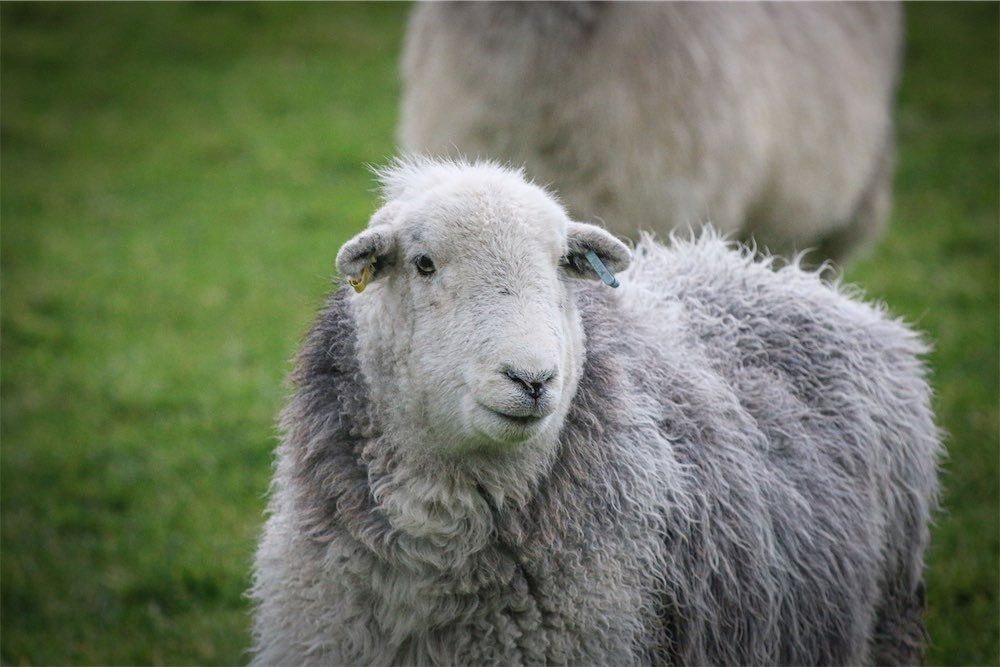 Our Living Felted Sheepskin rugs are eco friendly see our reviews