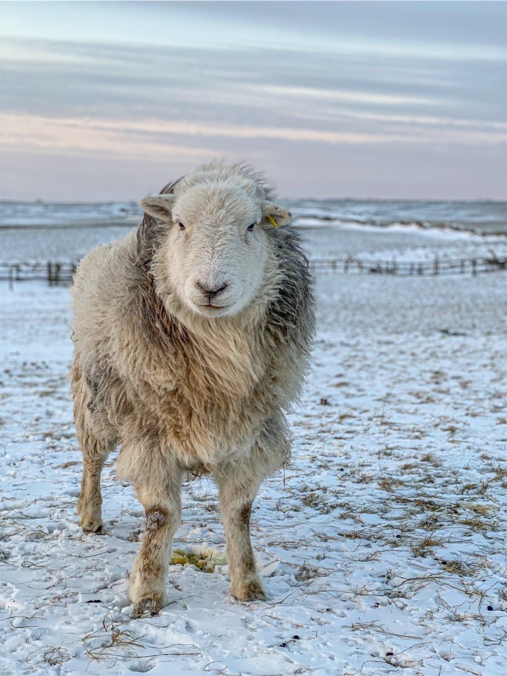 Herdwick Wool Home accessories Herdwick sheep at The Living Rug Company