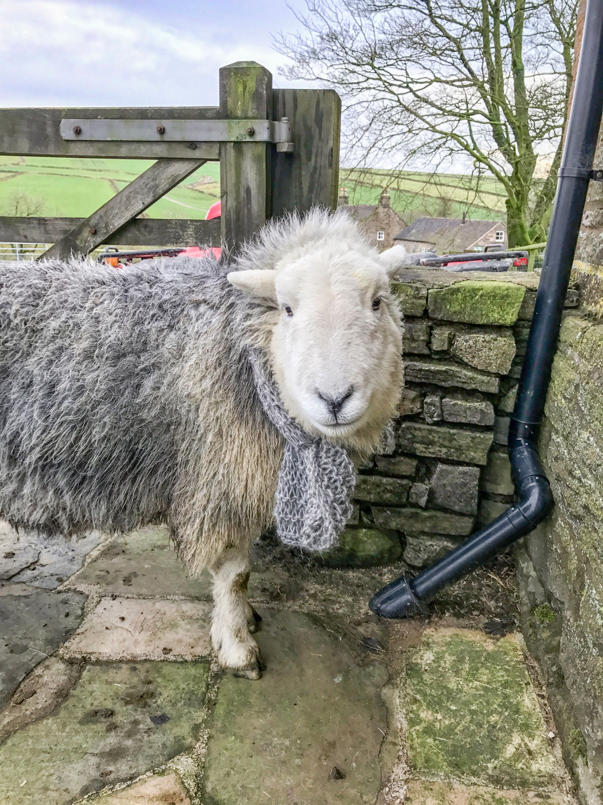 Oliver the sheep wearing a scarf