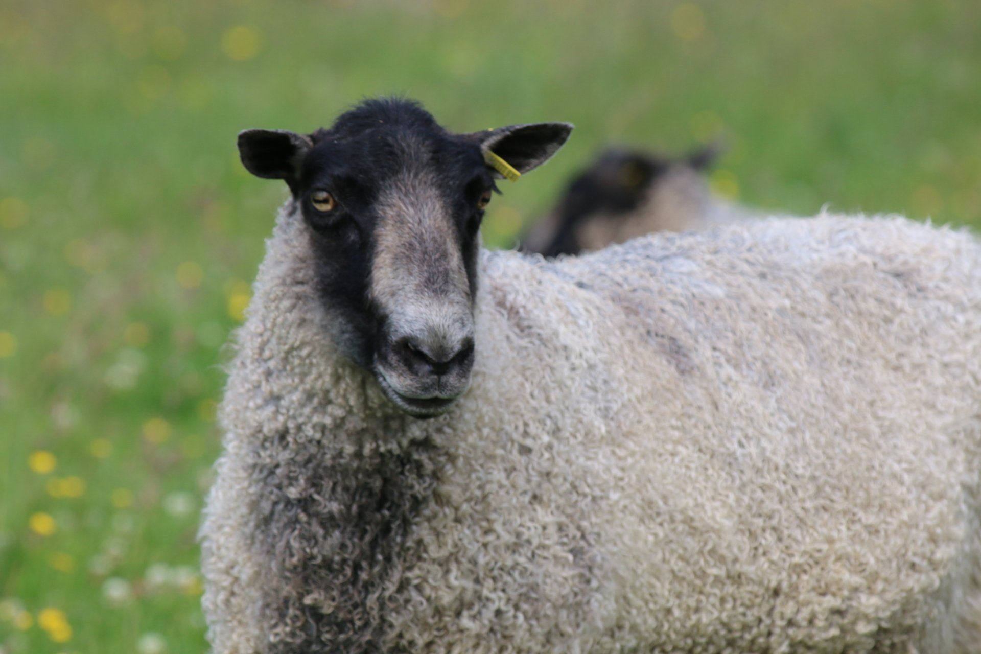 Gotland Sheep