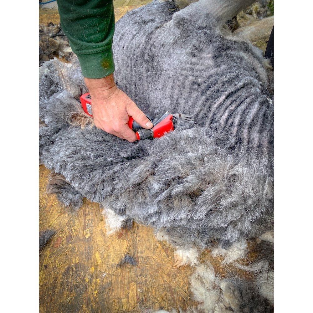 Shearing time for Ian the Herdwick sheep