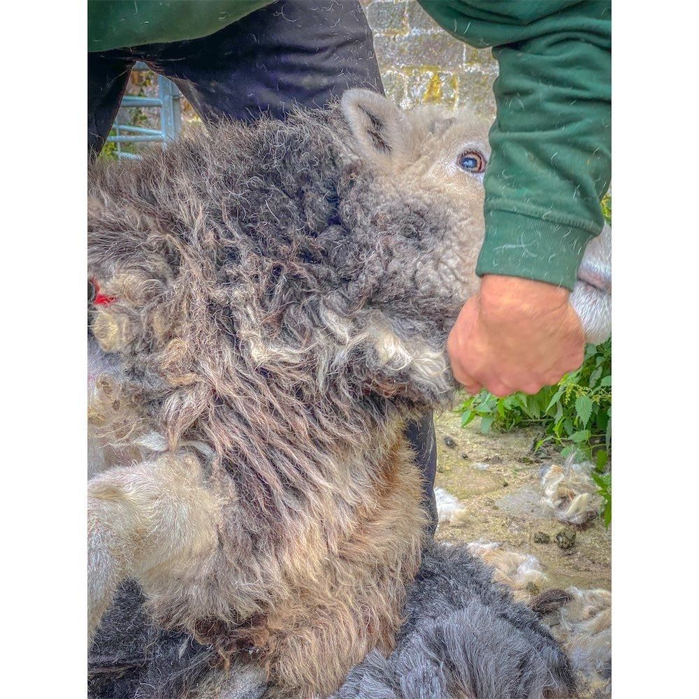 Ian the Herdwick sheep having a hair cut...