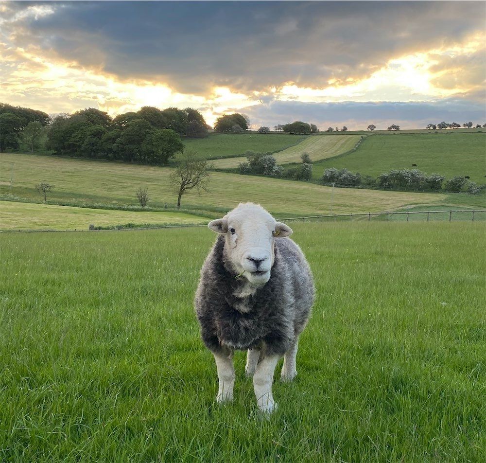 Ian Handmade Herdwick Rugs and Wool art read our reviews at The Living Rug Company