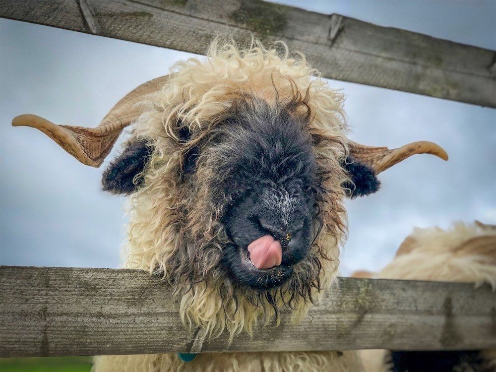 Handmade Valais Blacknose Felted Living sheep rugs from The Living Rug Company