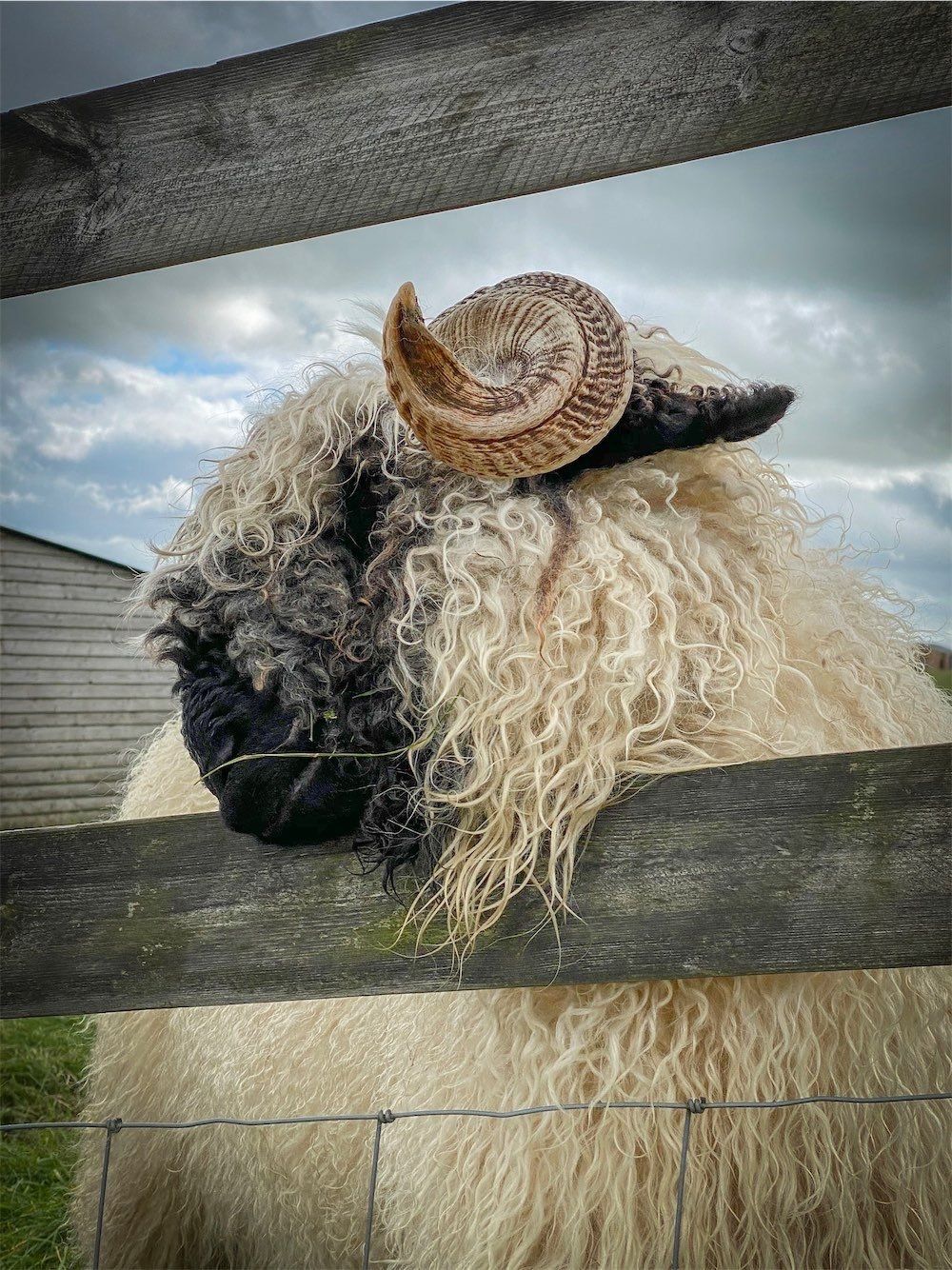 Poppet Valais Blacknose Felted Fleece Living sheep Rugs made by The Living Rug Company read our reviews