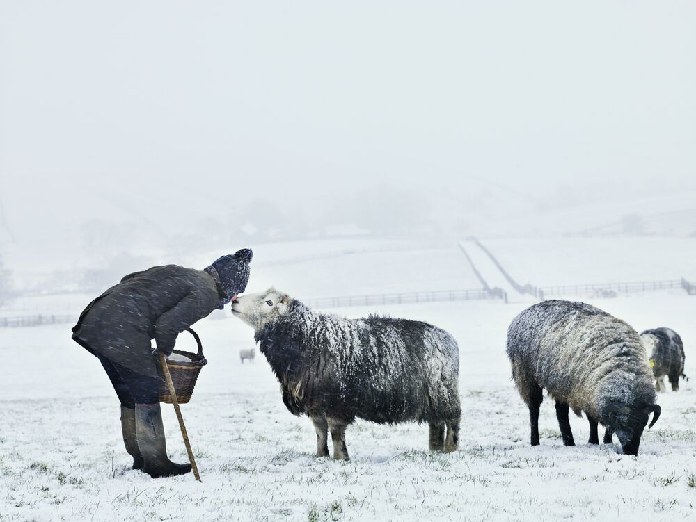 Living Rug®   has discovered a sensitive and sustainable way to turn the fleeces in to rugs