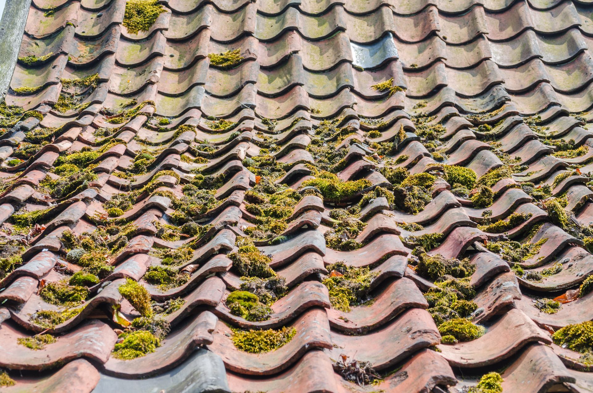 Moss Treatment in Portland, OR