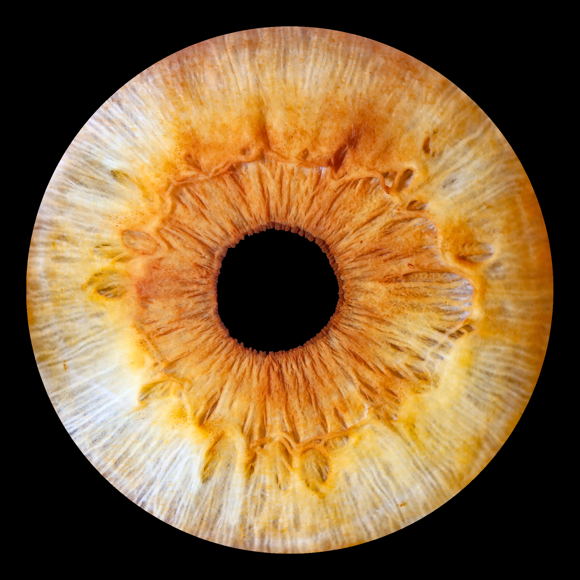 Irisfoto APL