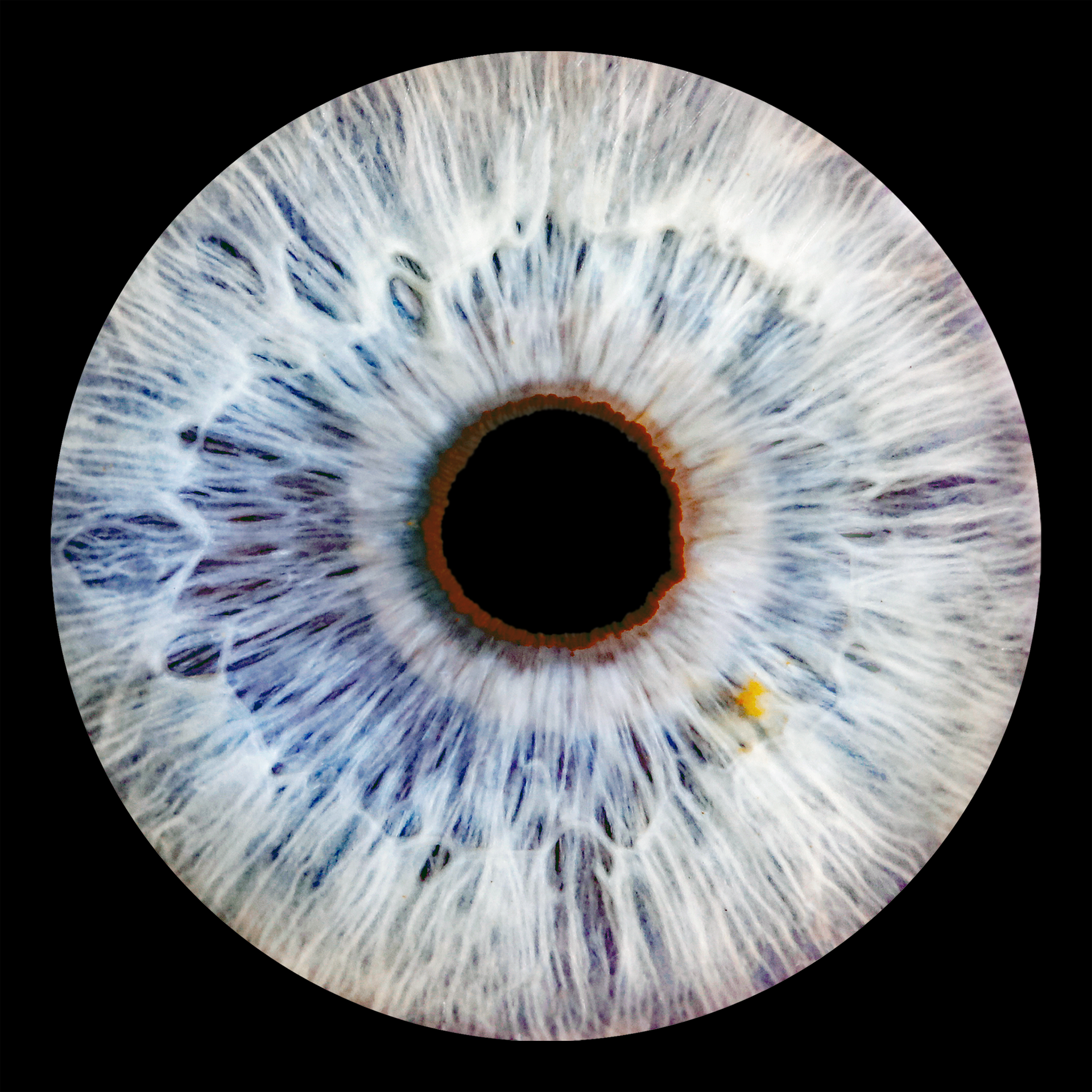 Irisfoto JDR