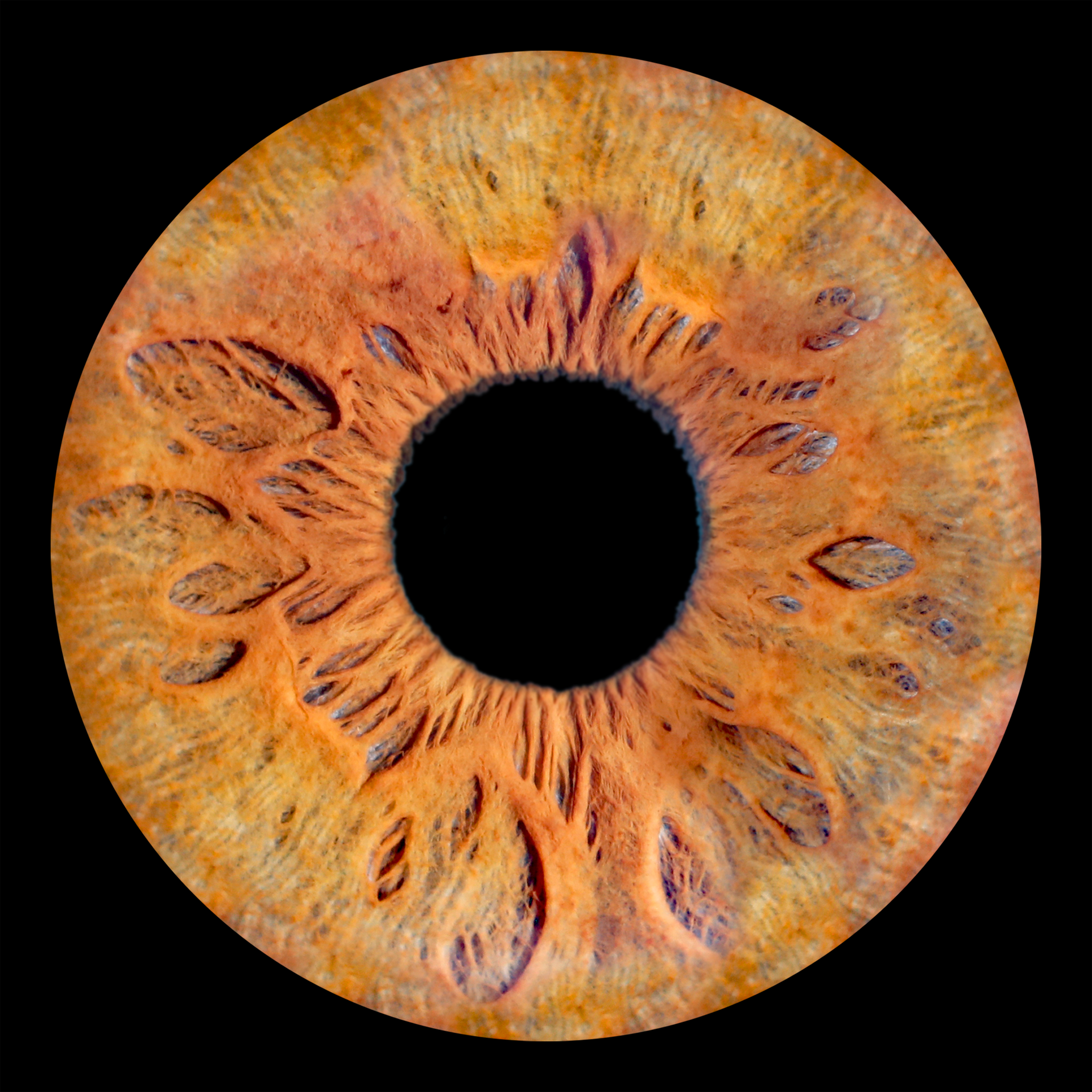 Irisfoto JDR