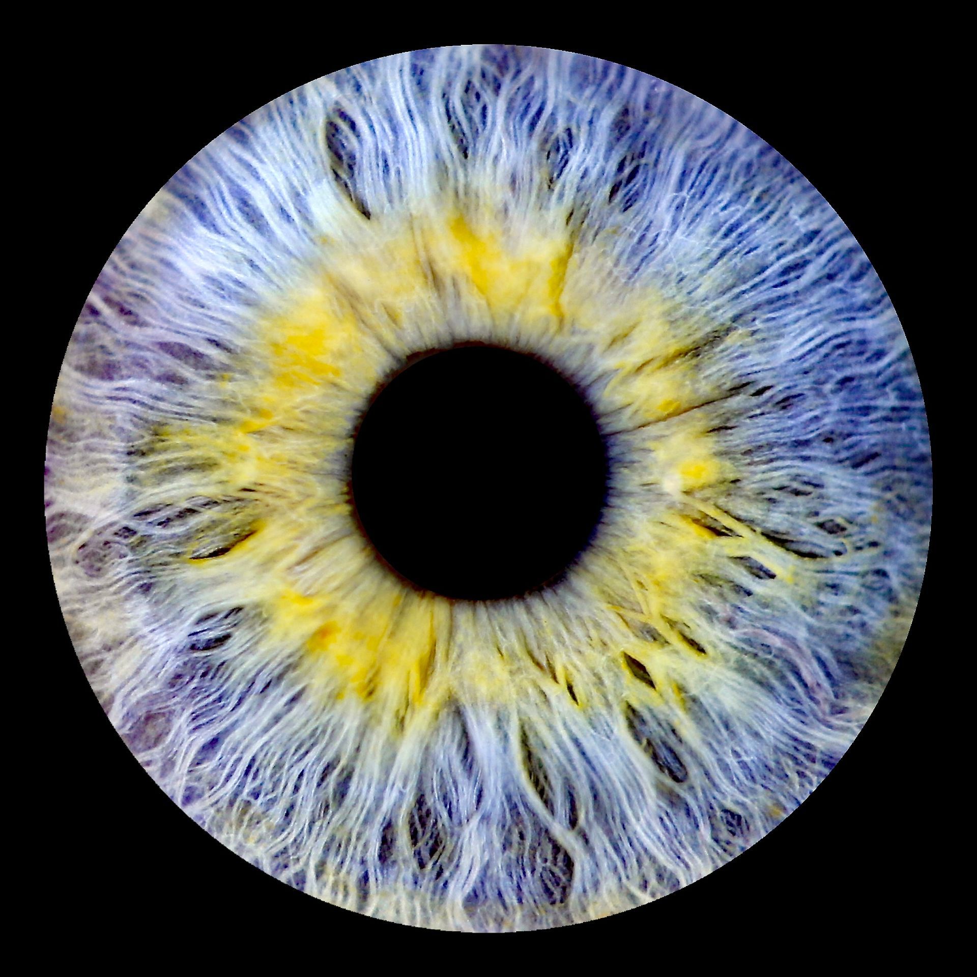 Irisfoto VDL