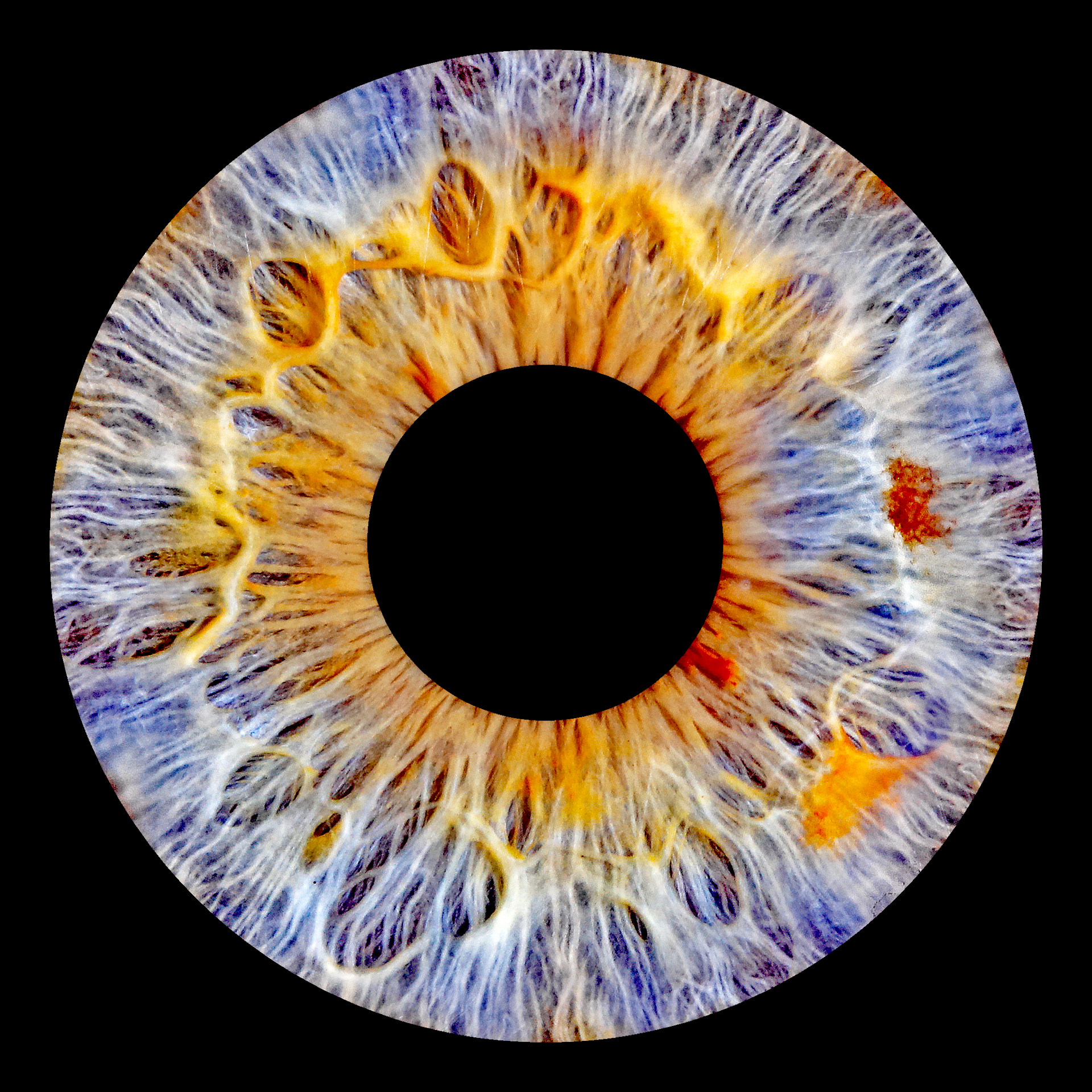 Irisfoto WDL