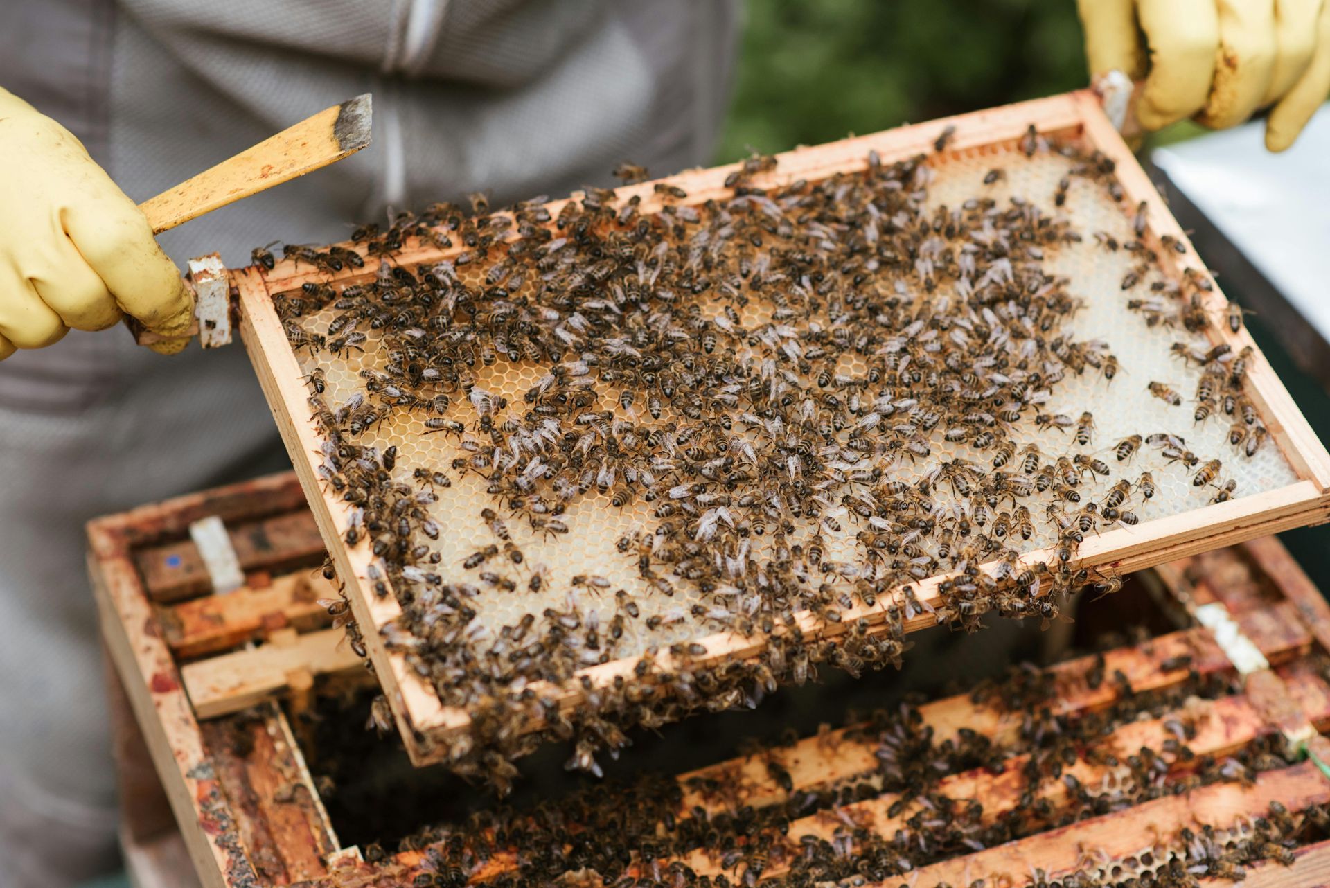 Bee Relocation Company near me