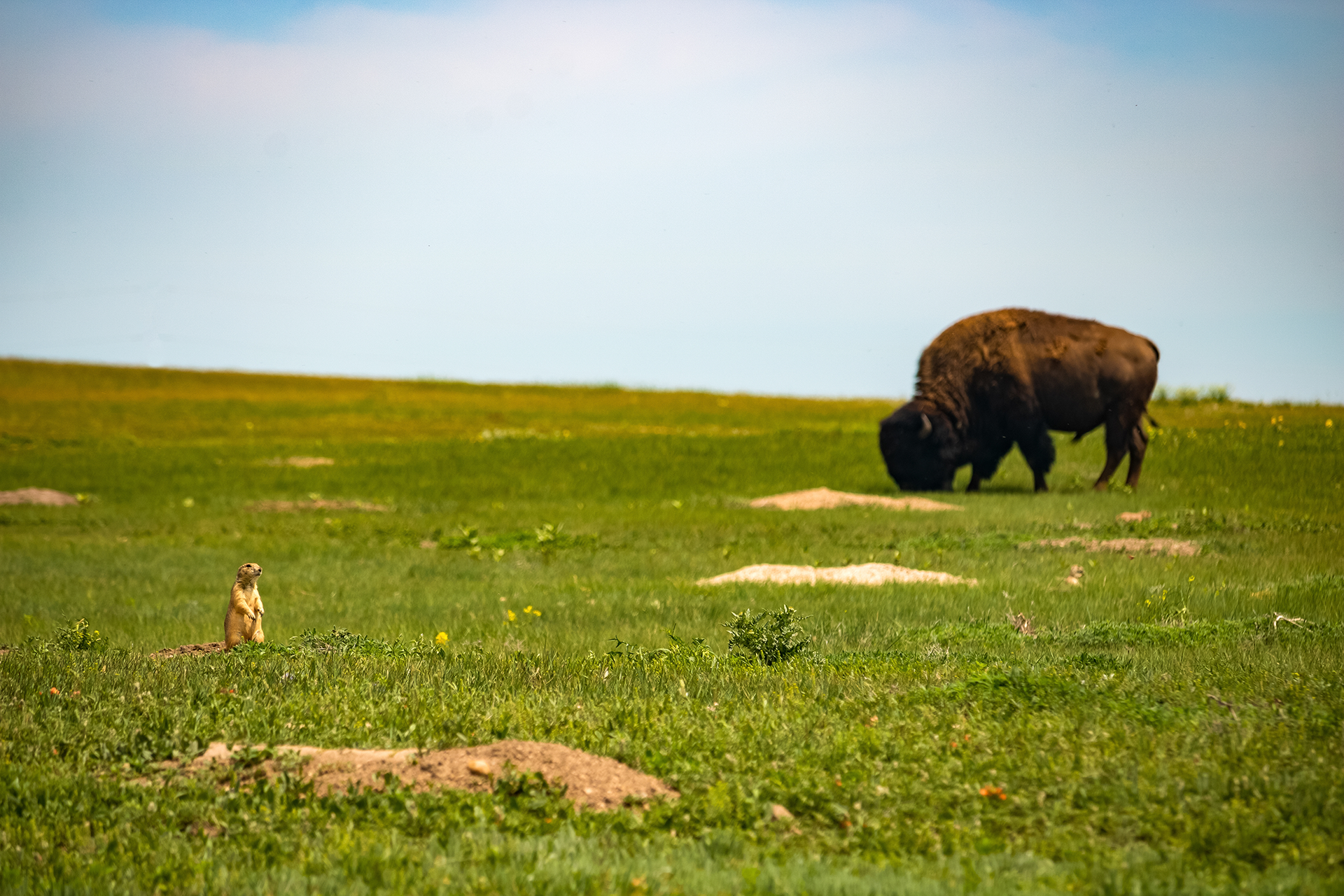 Prairie dog watches a bison graze in a grassy field under a blue sky.