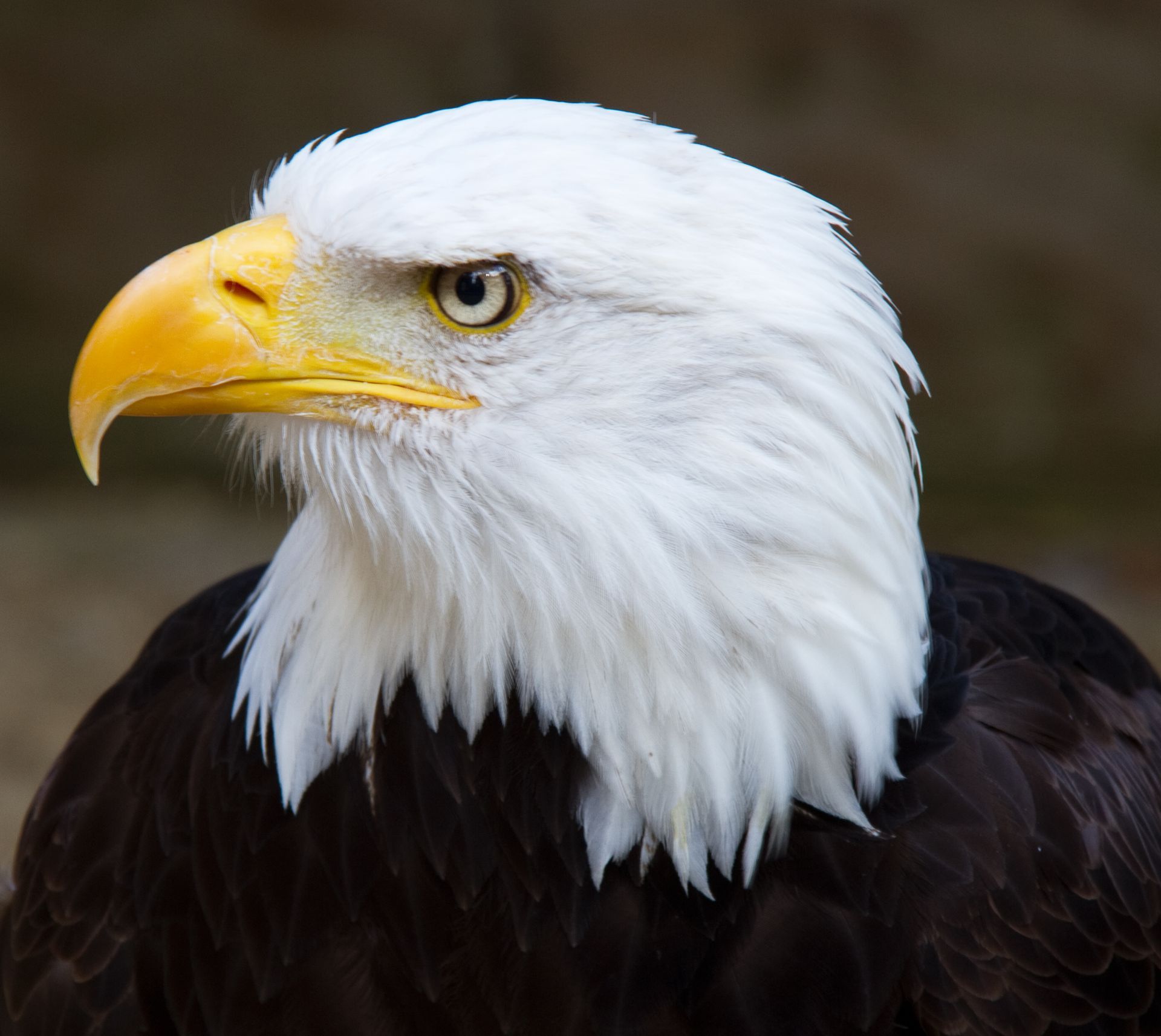 Eagle Donor