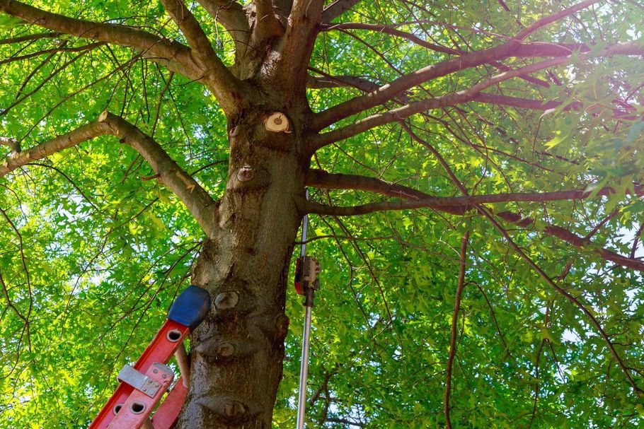 View looking up into a large tree canopy with professional rigging gear.