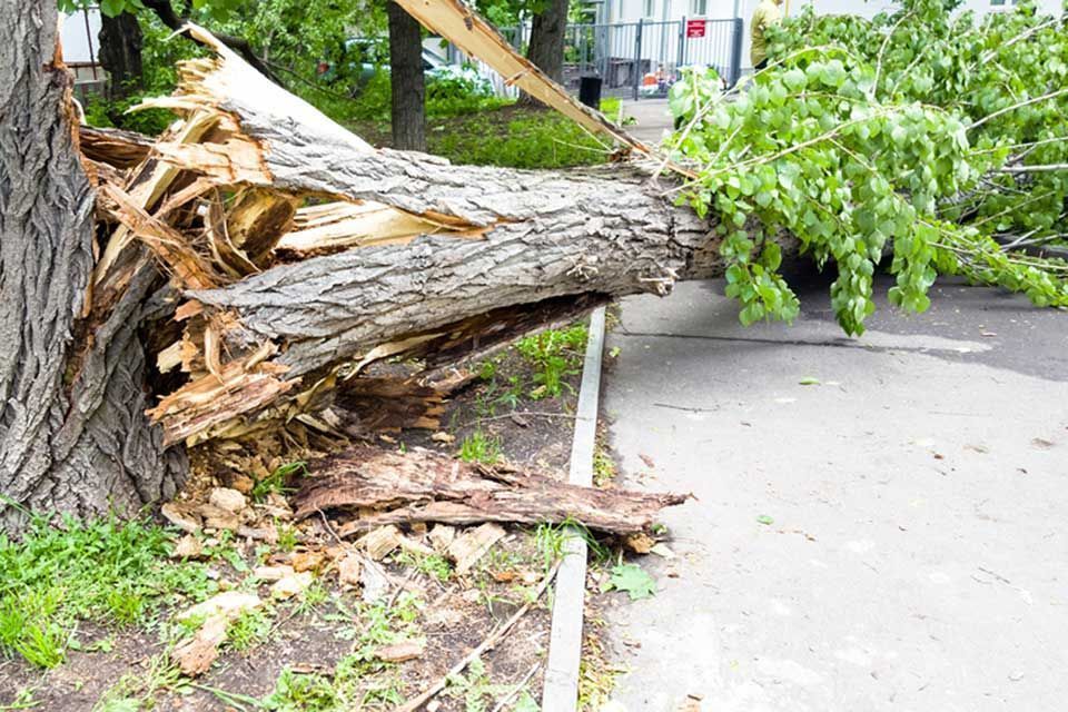 Large fallen tree split at the base blocking a sidewalk and road.