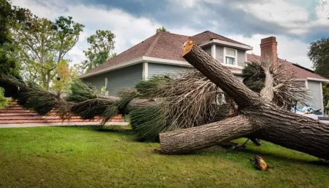 Large uprooted tree fallen across a residential front lawn near a house.