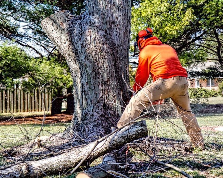 Professional arborist using a chainsaw to cut a large tree trunk.