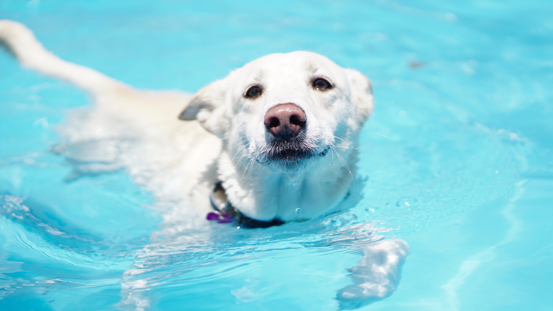 White dog swimming in a bright blue pool, looking at the camera with water splashing around it