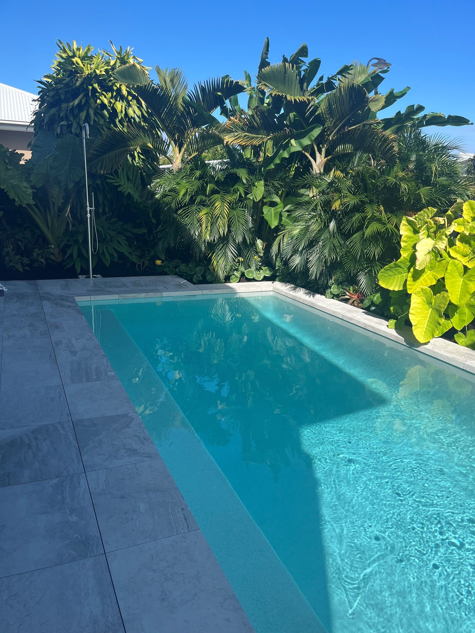 Blue swimming pool beside gray patio pavers, surrounded by lush green tropical plants under a clear sky.