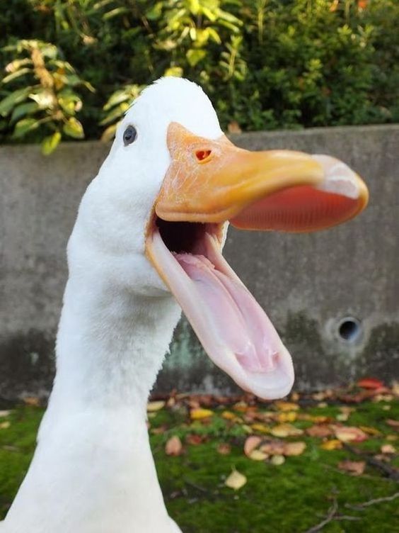 Happy Duck on Ukuzi Feed Supplement