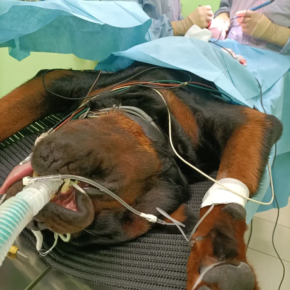 Un veterinario esegue un intervento chirurgico su un piccolo animale sotto teli chirurgici blu.