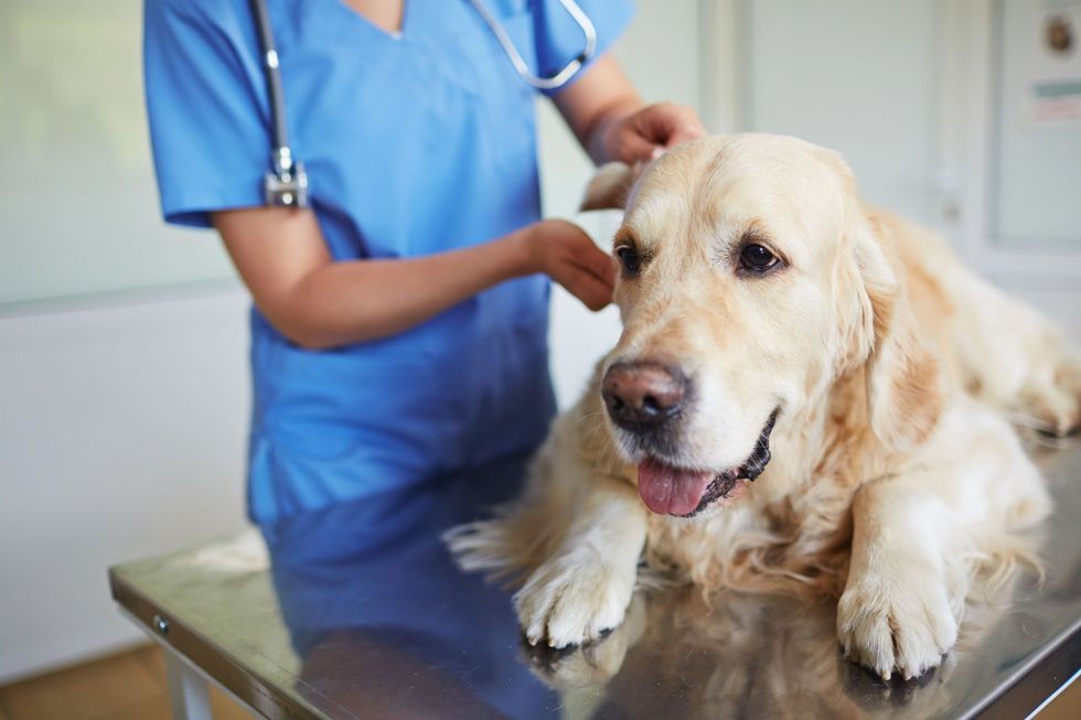 Un veterinario in camice blu esamina un golden retriever su un tavolo da visita in metallo.