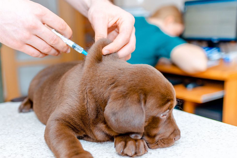 Mani che fanno un'iniezione a un cucciolo marrone su un tavolo, con un altro cane sfocato sullo sfondo.