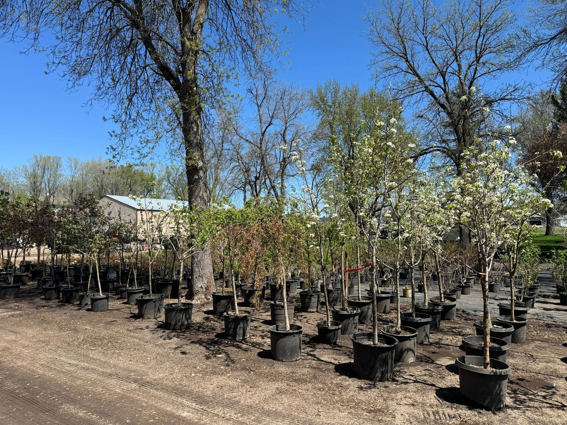 Shades of Green's Nursery showing many trees and plants available for purchase. 