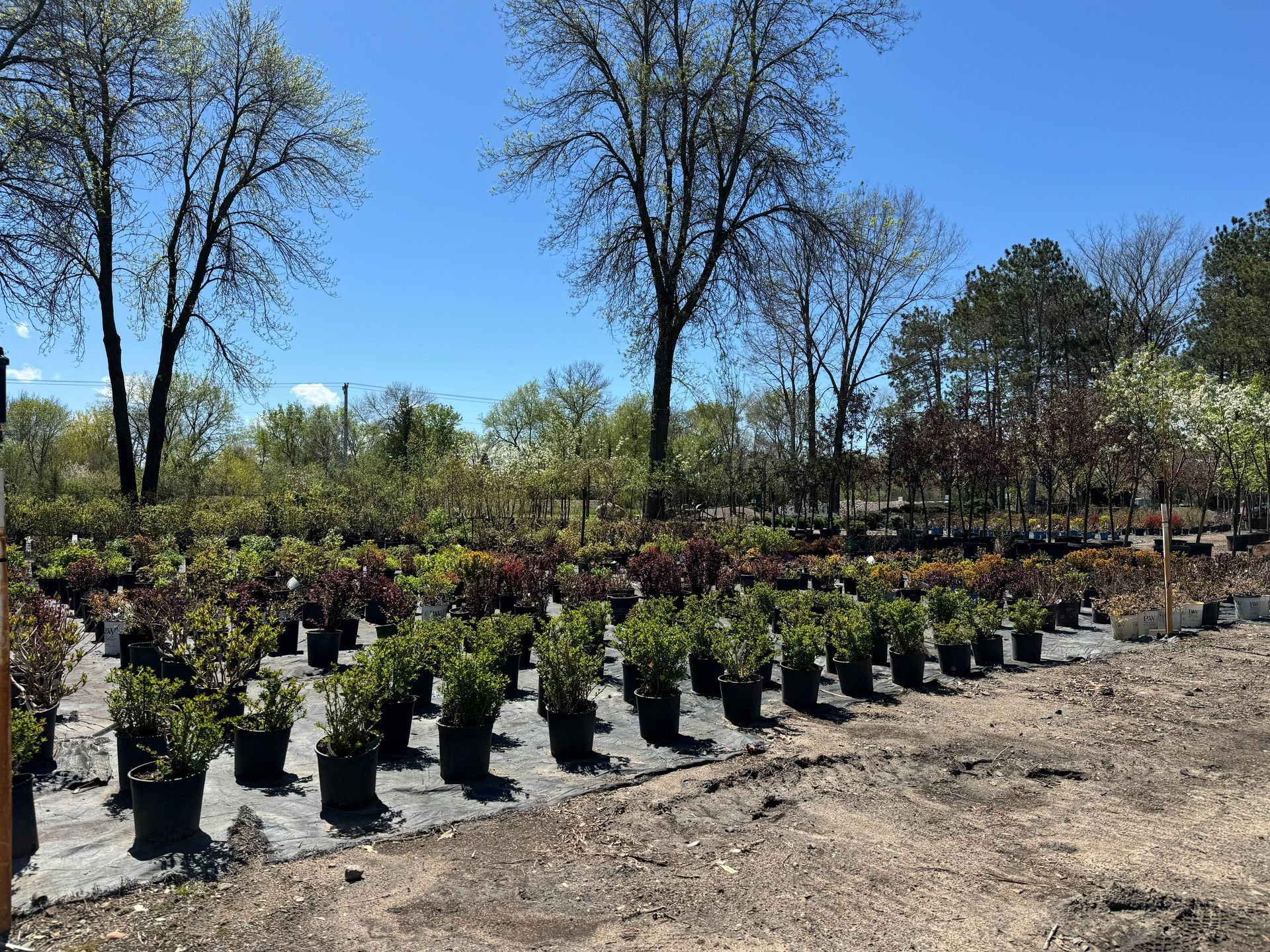 Shades of Green's Nursery showing many trees and plants available for purchase. 