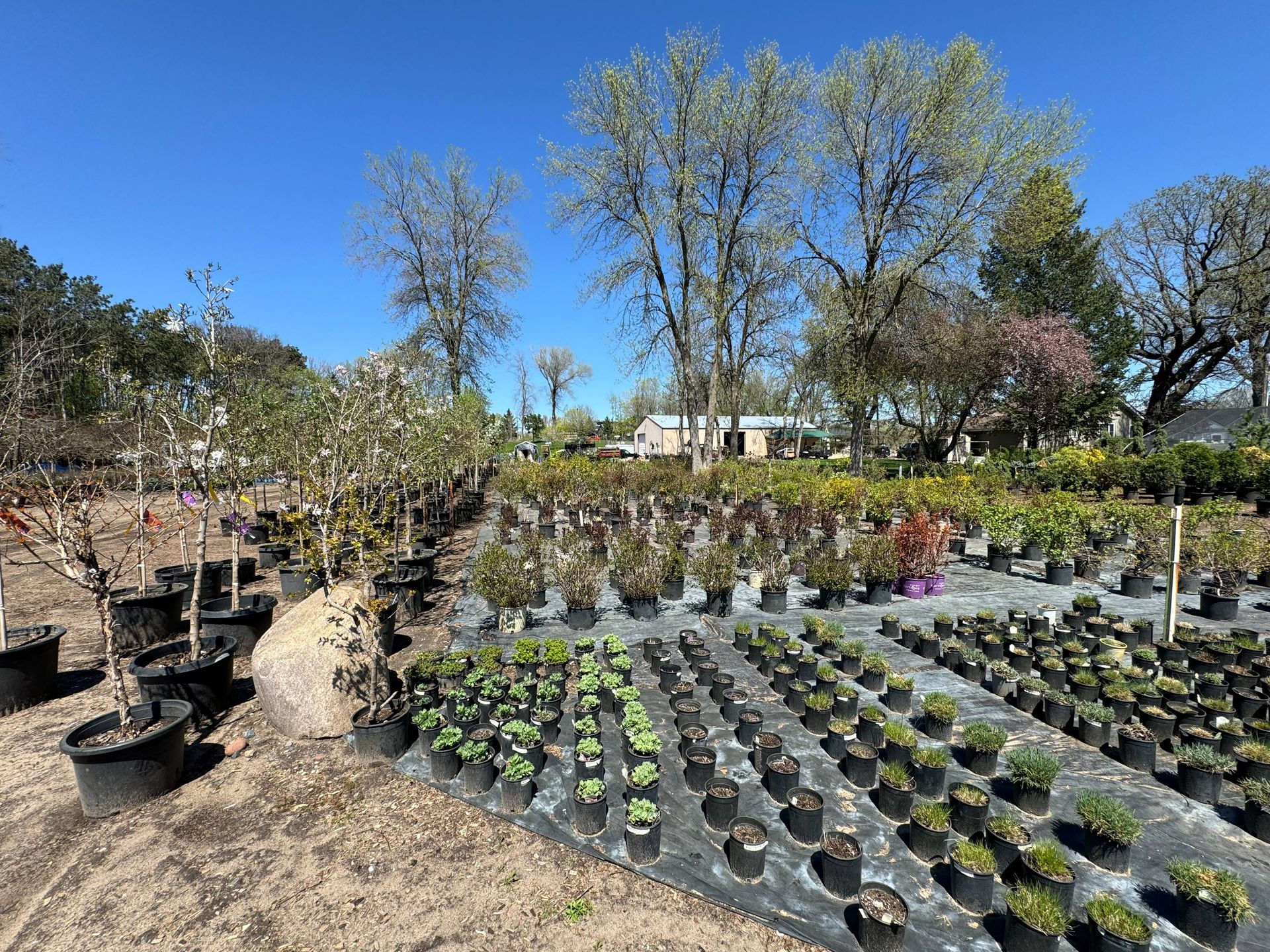 Shades of Green's Nursery showing many trees and plants available for purchase. 