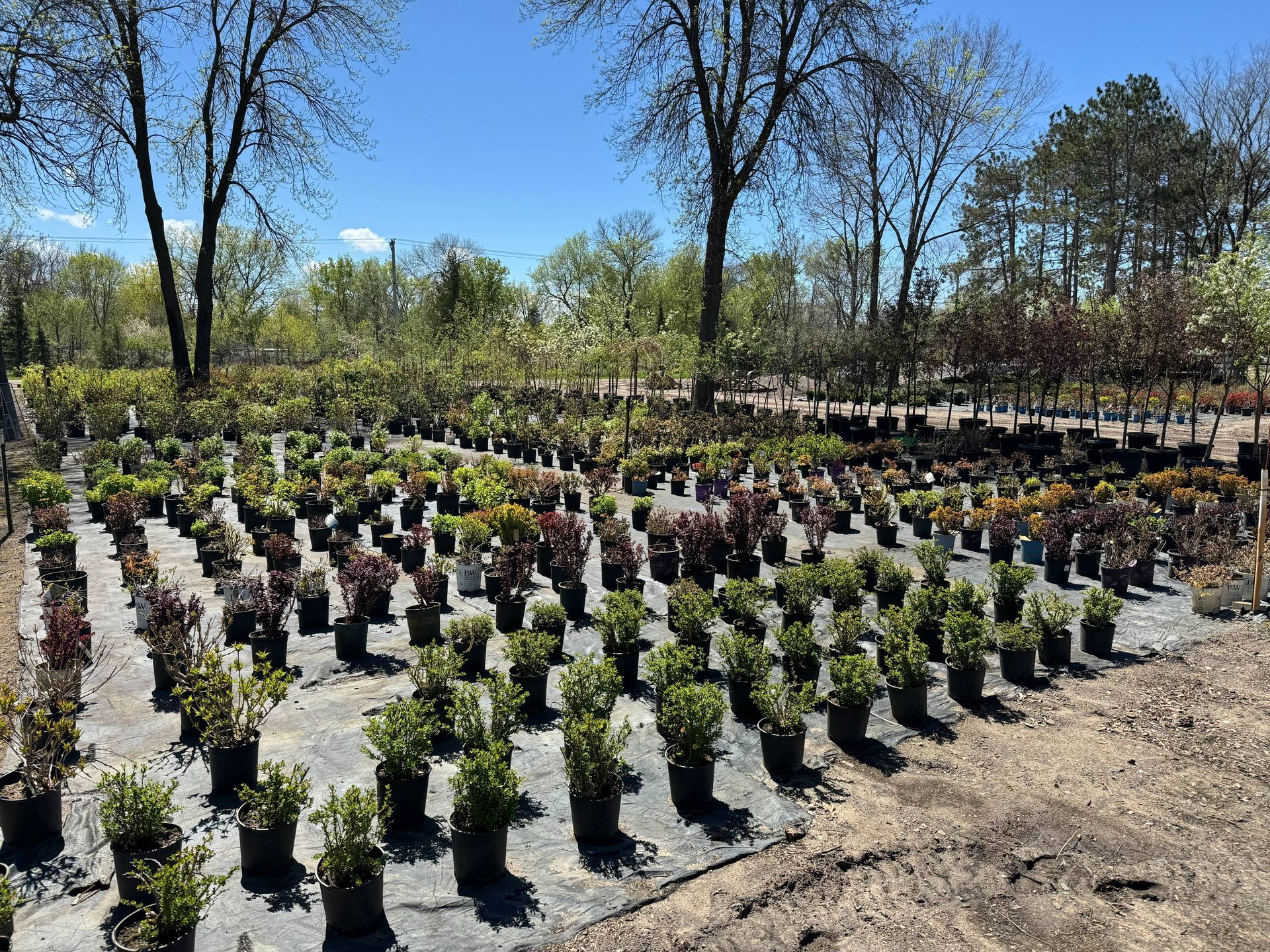 Shades of Green's Nursery showing many trees and plants available for purchase. 