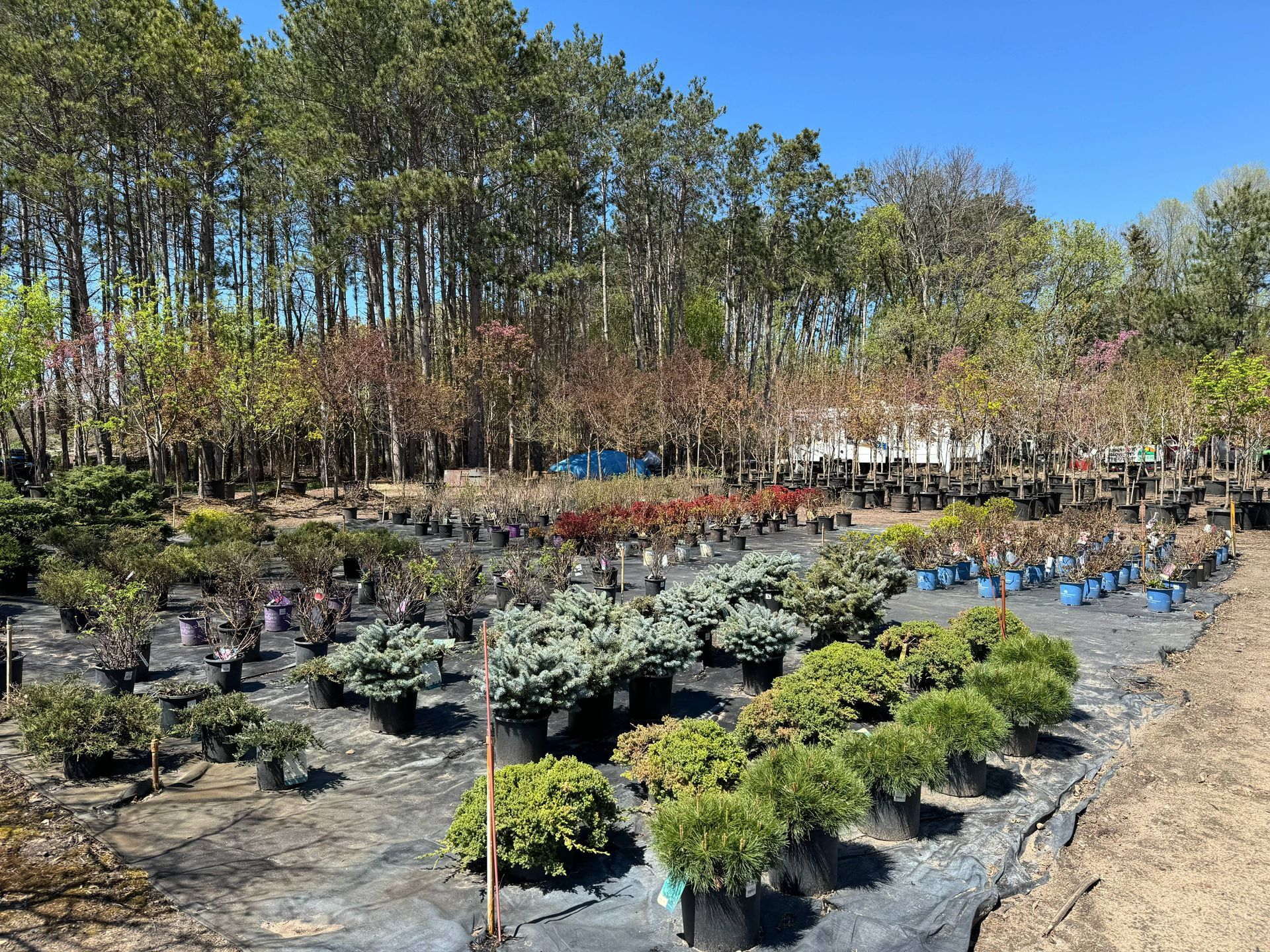 Shades of Green's Nursery showing many trees and plants available for purchase. 
