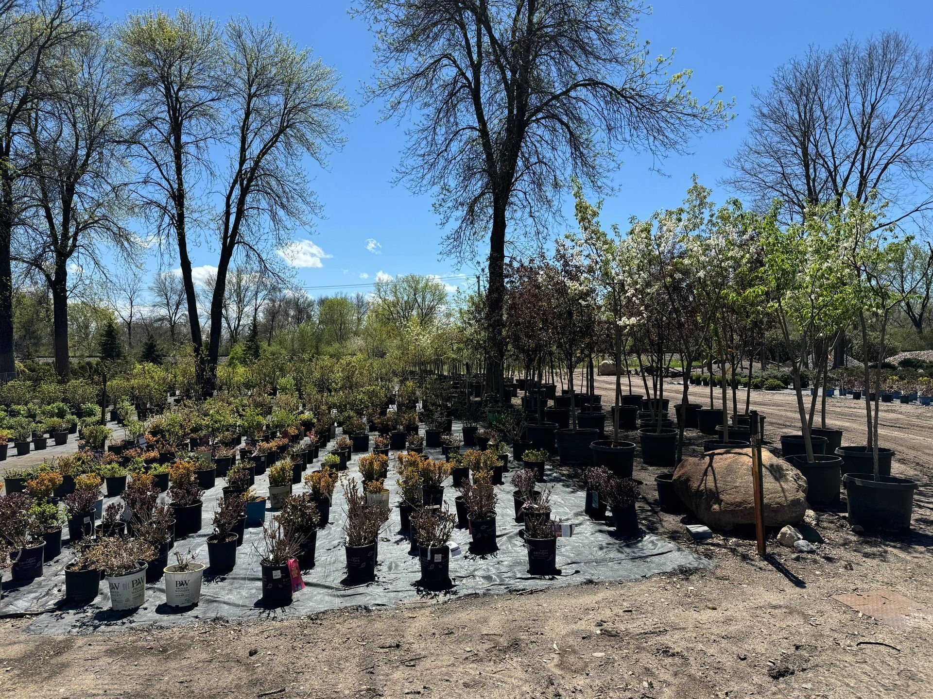 Shades of Green's Nursery showing many trees and plants available for purchase. 