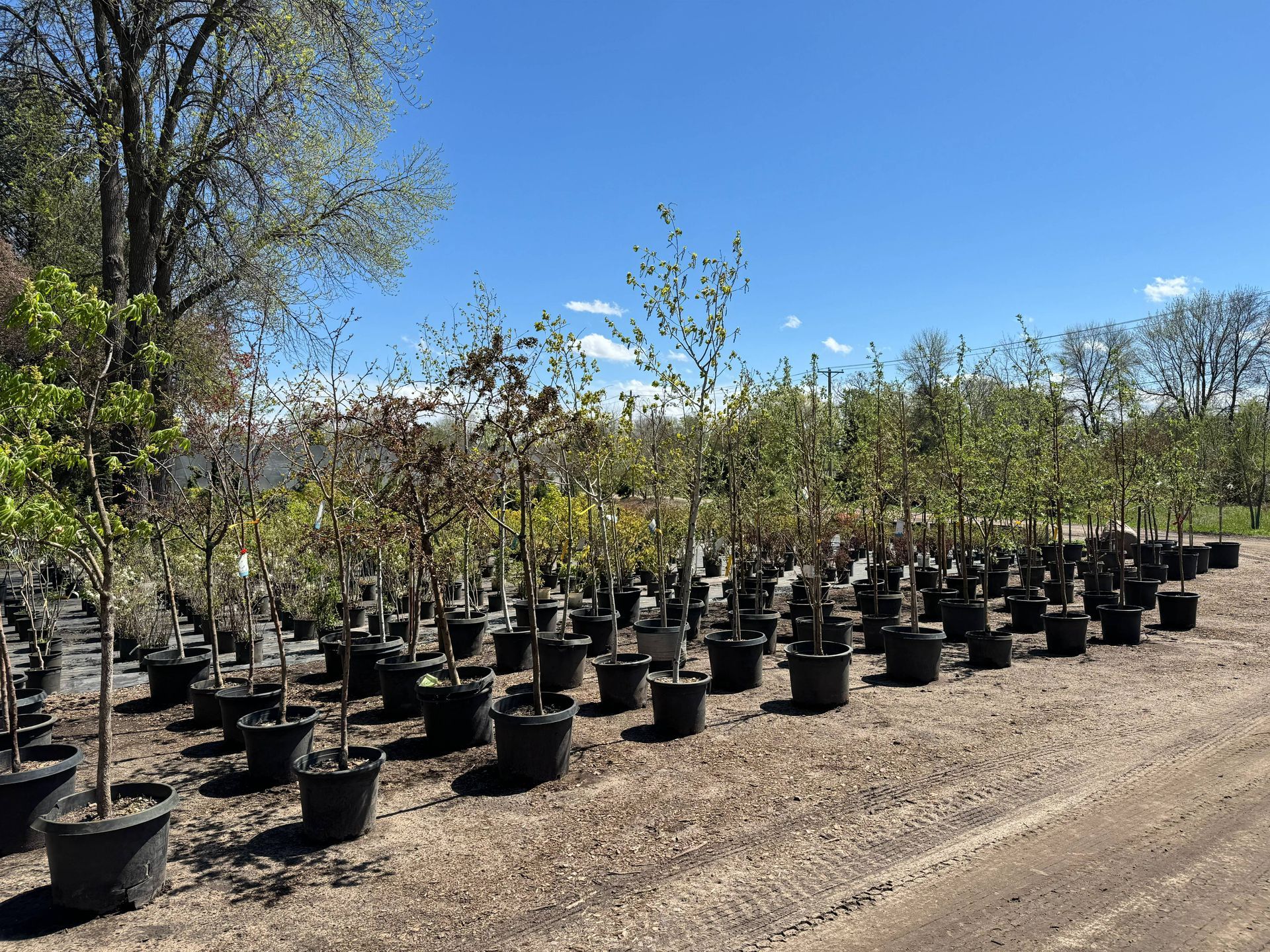 Shades of Green's Nursery showing many trees and plants available for purchase. 