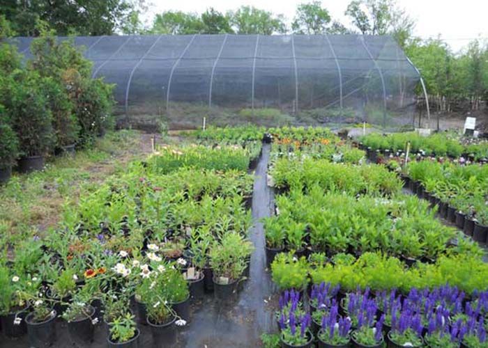 A greenhouse with lots of potted plants and flowers in front.