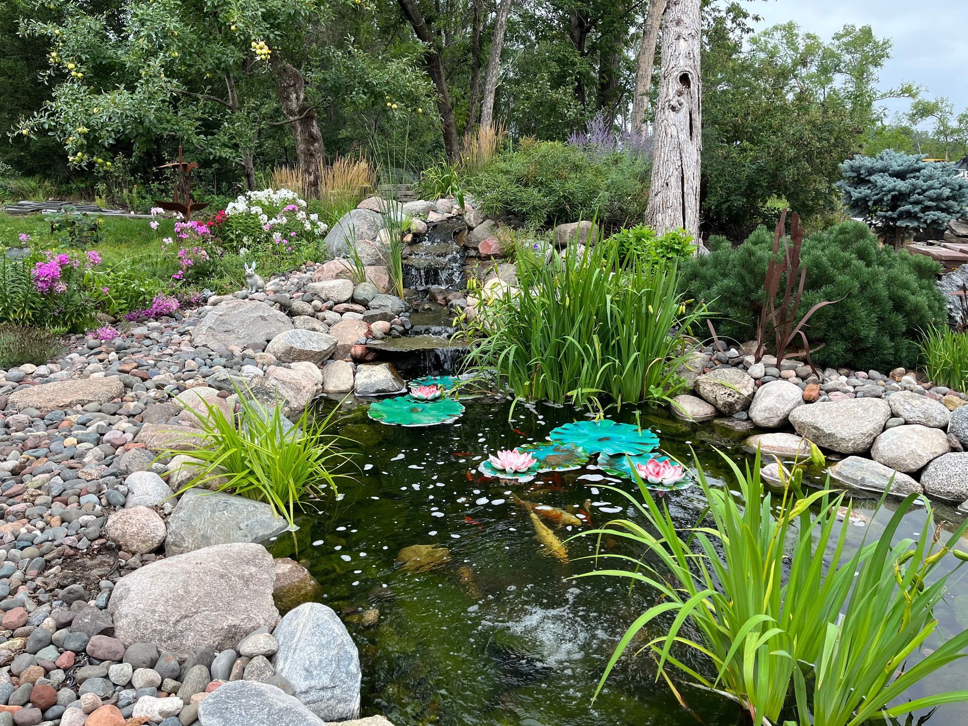 A pond filled with water lilies and fish in a garden.