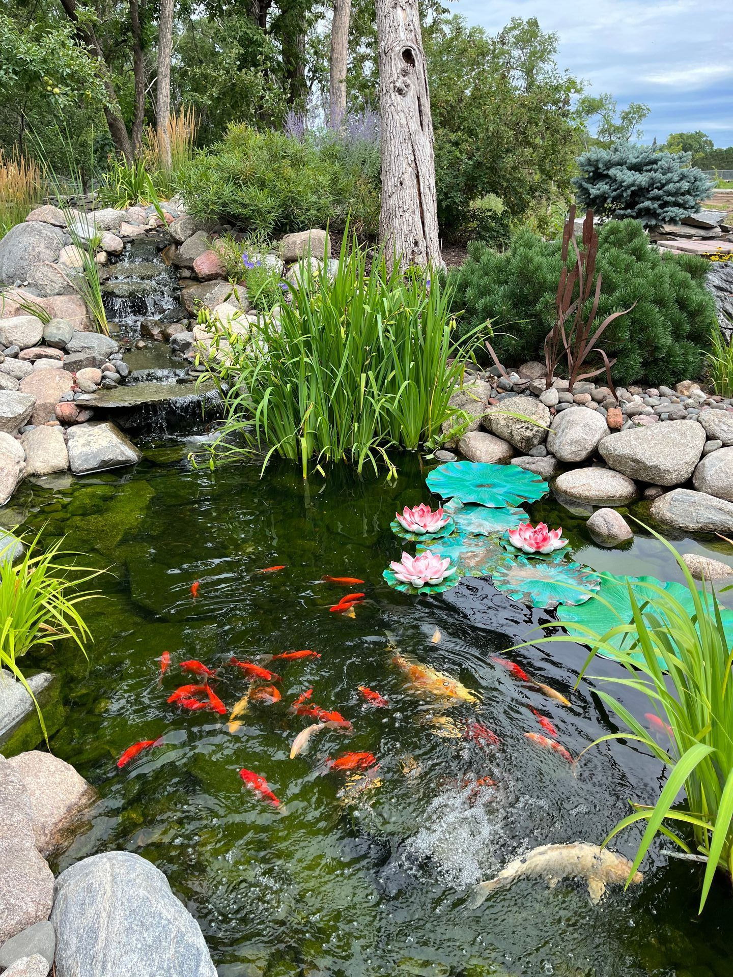 A pond filled with fish and water lilies in a garden.