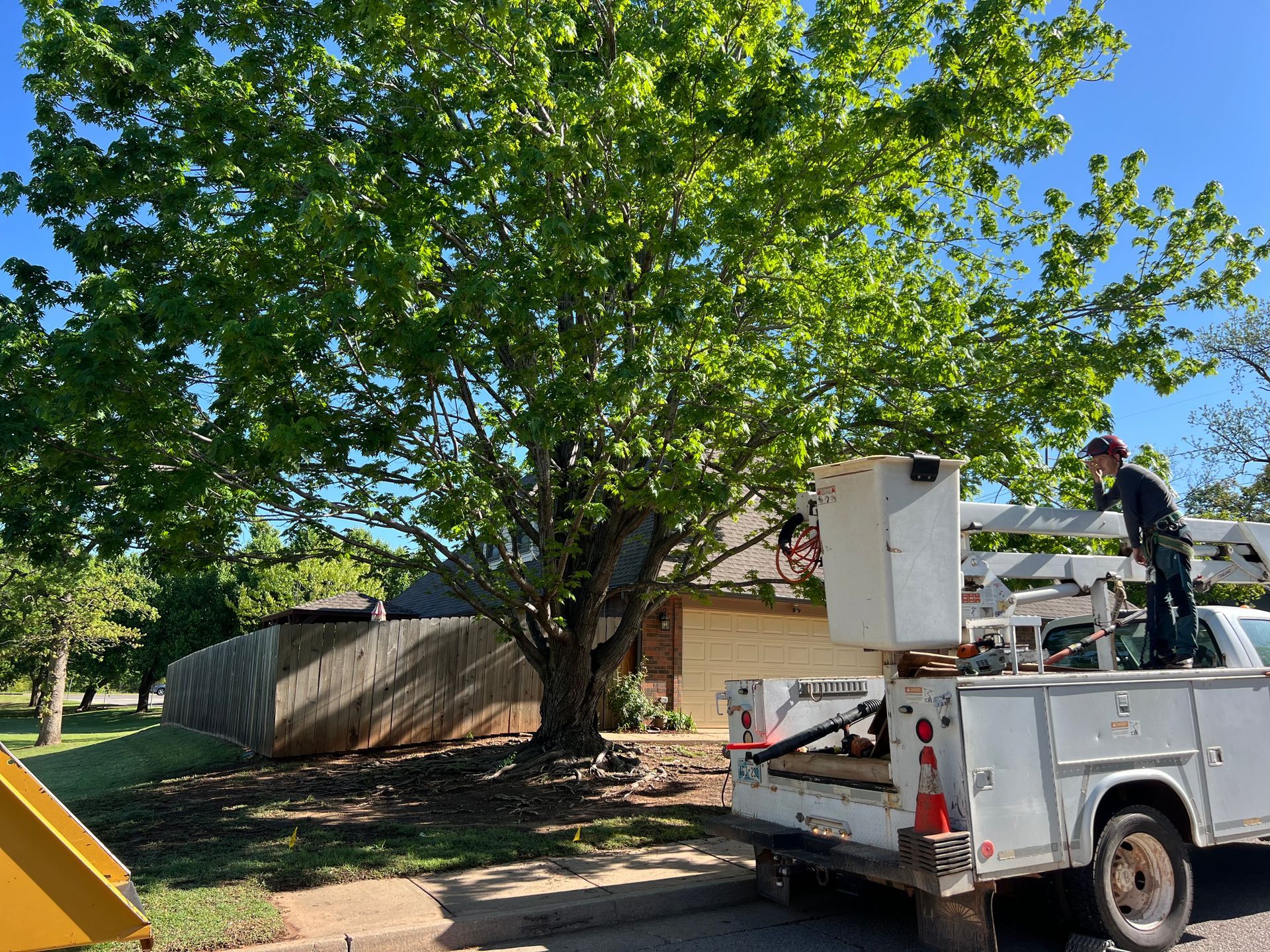 Tree Removal Projects