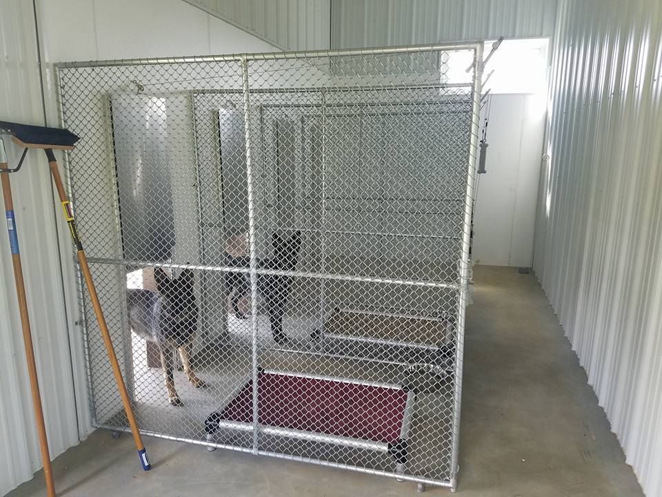 Two German Shepherd-type dogs stand inside a large, chain-link kennel enclosure with raised cots on a concrete floor.
