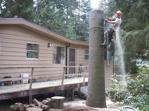 Tree removal