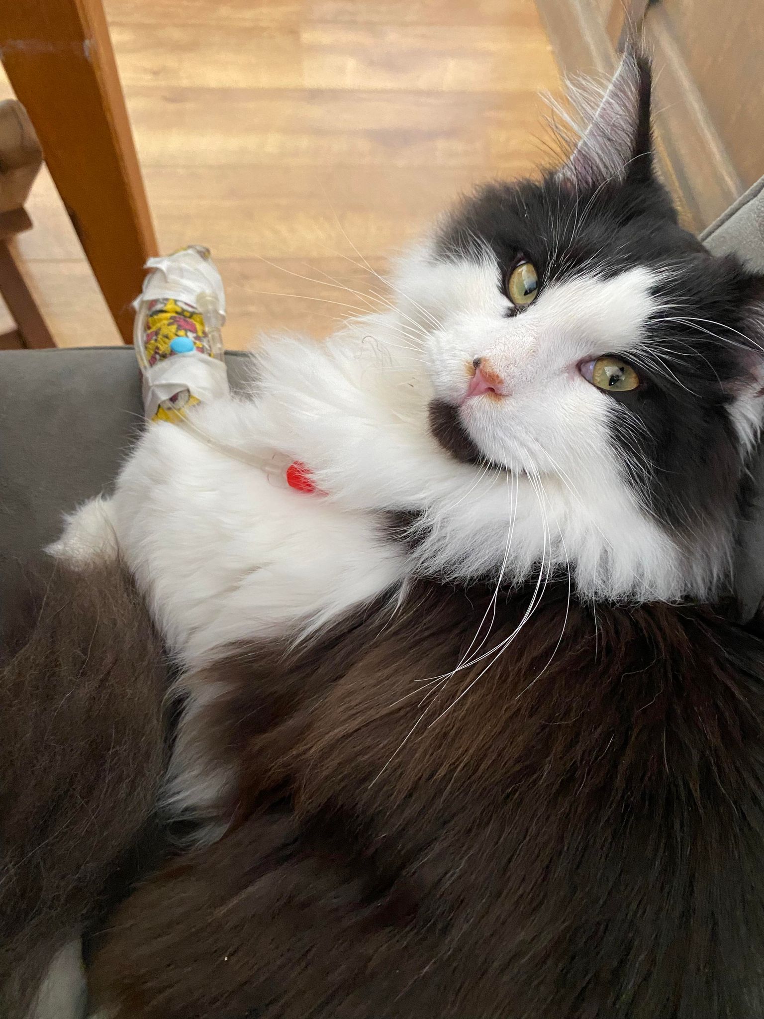 Our cat Flynn had serious side effects shortly after Bravecto