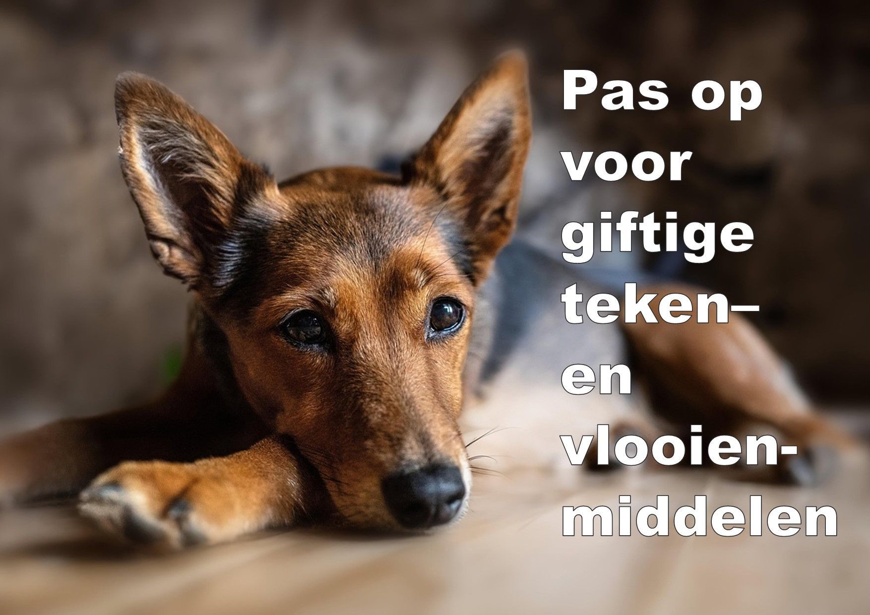 Pas op voor de giftige teken- en vlooienmiddelen - OOK DAT NOG - KRO / NCRV