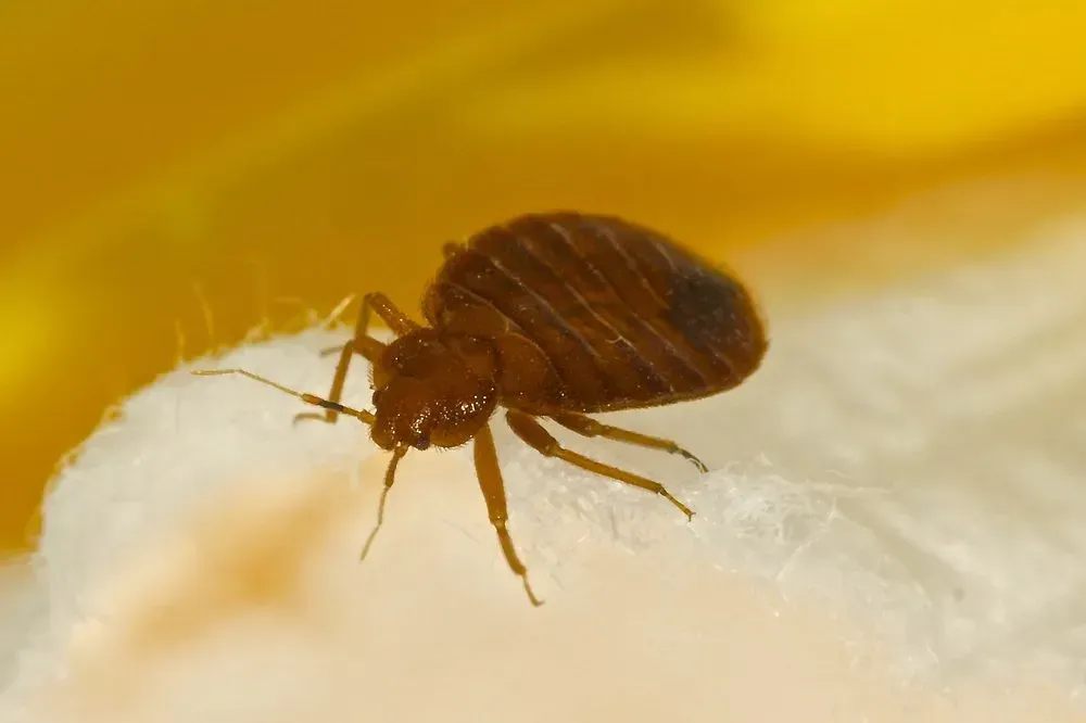 Bed Bug on White Fabric, Brown With Visible Segments — Dominion Pest Control in Kingaroy, QLD