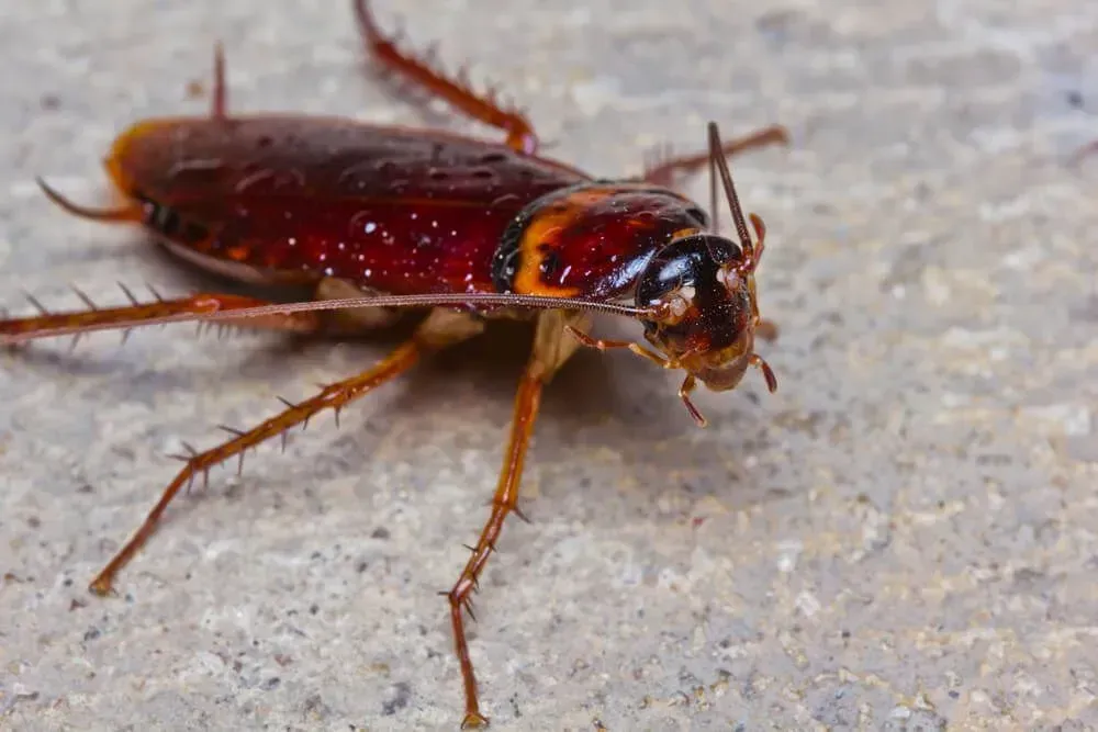 Brown Cockroach With Long Antennae and Legs on a Gray Concrete Surface — Dominion Pest Control in Nanango, QLD