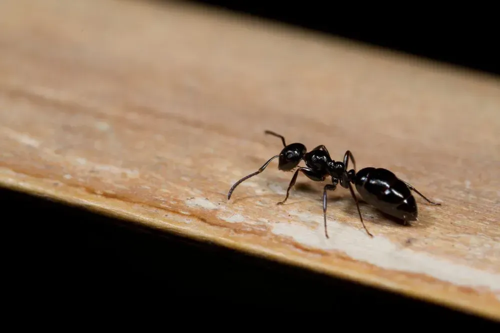 Black Ant on a Light Brown Surface With a Dark Background — Dominion Pest Control in Wondai, QLD