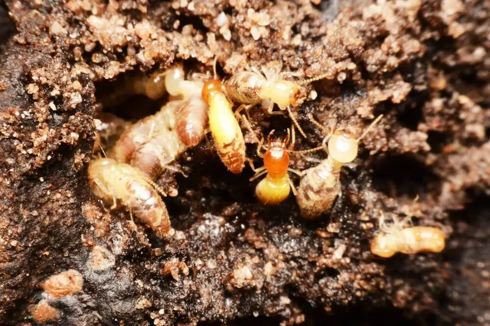 Termites in a Dirt Mound, Some With Tan Bodies and Others Orange, Crawling — Dominion Pest Control in Murgon, QLD