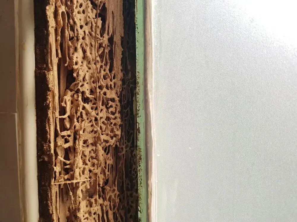 Termite-infested Wooden Door Frame, Showing Extensive Damage and Tunnel Structures — Dominion Pest Control in Kingaroy, QLD