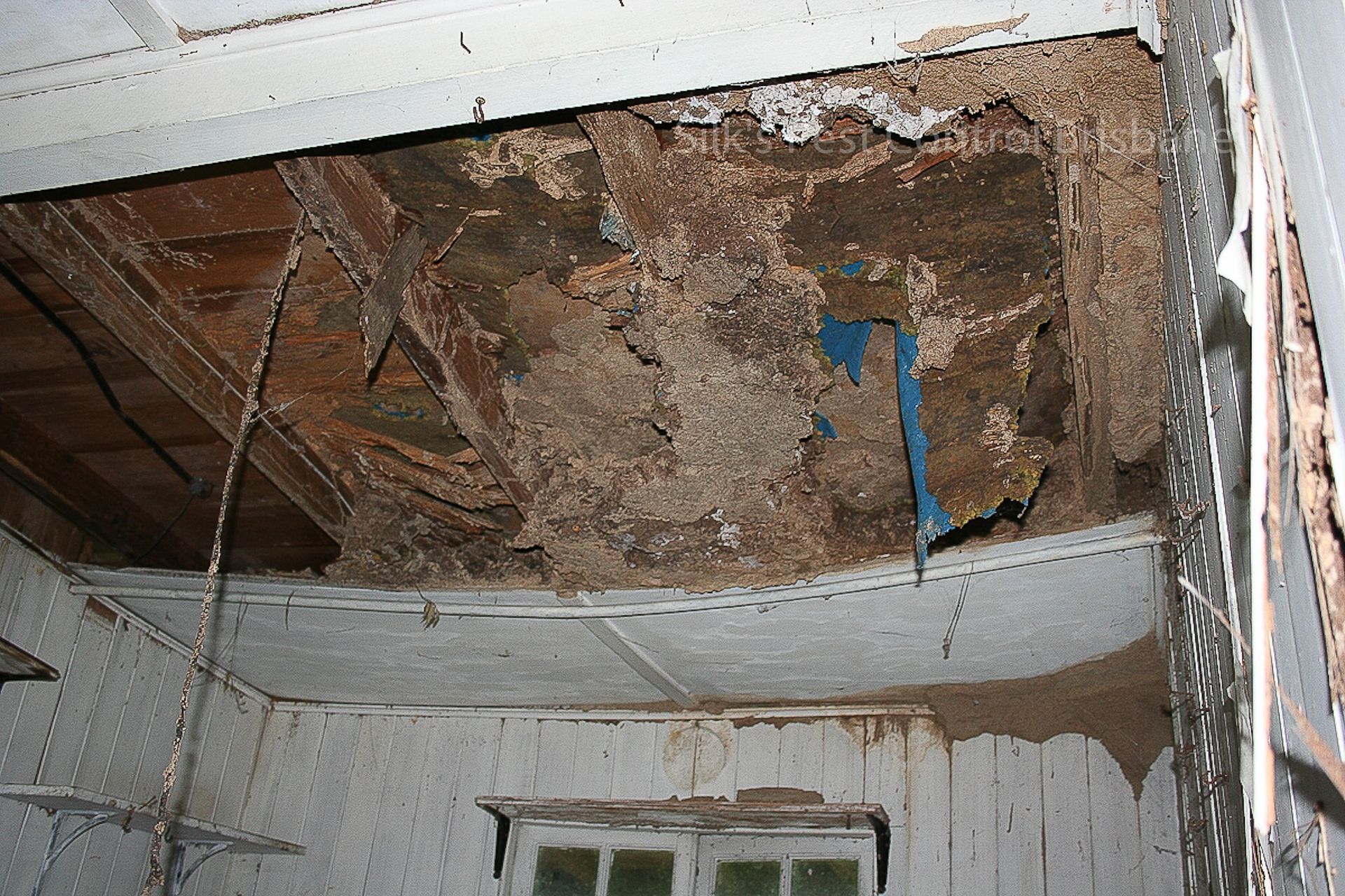 Damaged Ceiling With Exposed Wood and Termite Damage in a Room — Dominion Pest Control in Wondai, QLD
